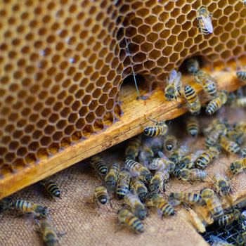 Imkerei Hofer - Honig aus Polling